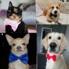 Dogs Accessories Pet Kawaii Dog Cat Necklace Adjustable Strap for Cat Collar Pet Dog Bow Tie Puppy Bow Ties Dog Pet Supplies - White