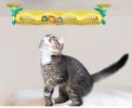 Pet Track Ball Cat Behavioral Training Toy Scratcher Interactive Toy Wall or Desktop Mount - Yellow